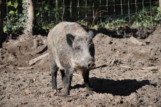 33 wildschweine bilder kostenlos  besten bilder von